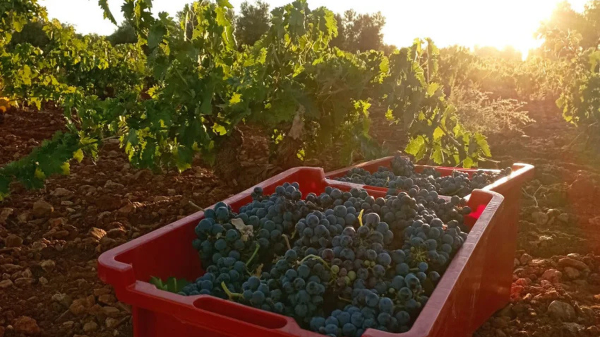 Weingut Casa de la Nava