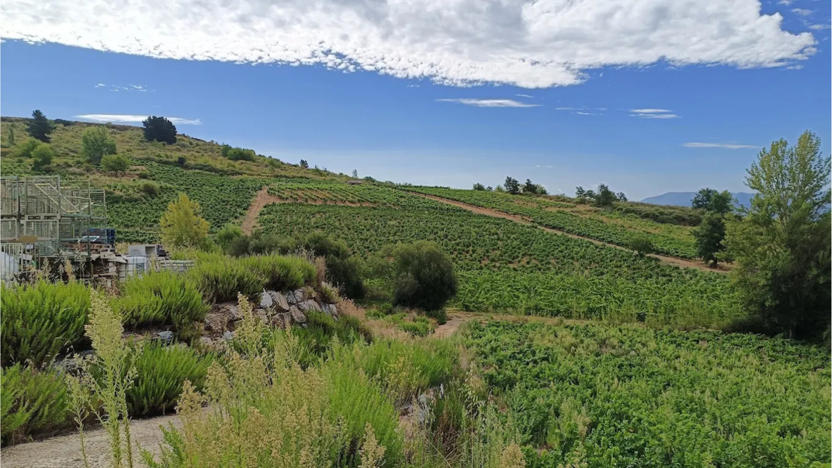Raul Perez Weingüter und Weinberge