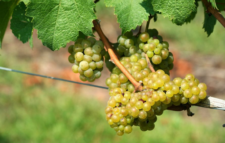 Chardonnay