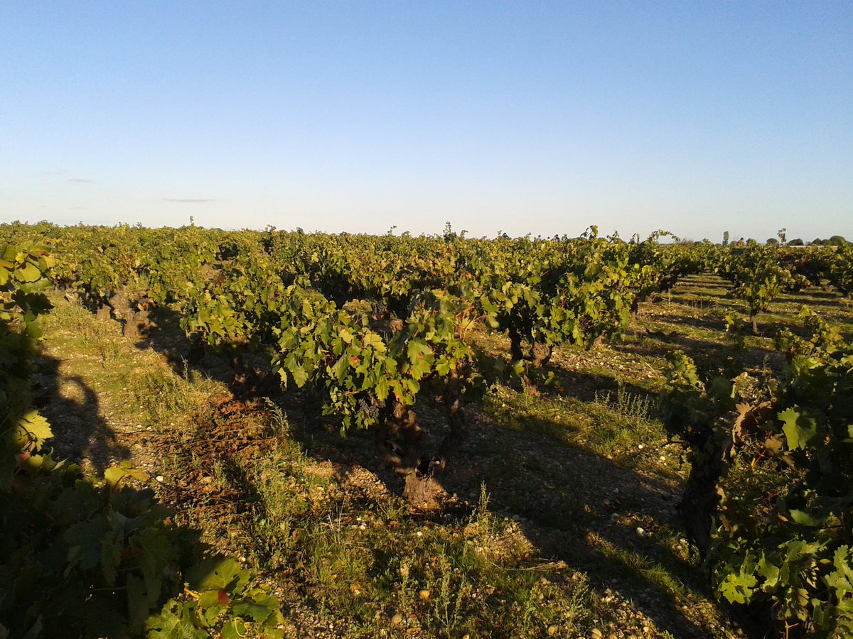 Sei Solo Weingut und Weinberge