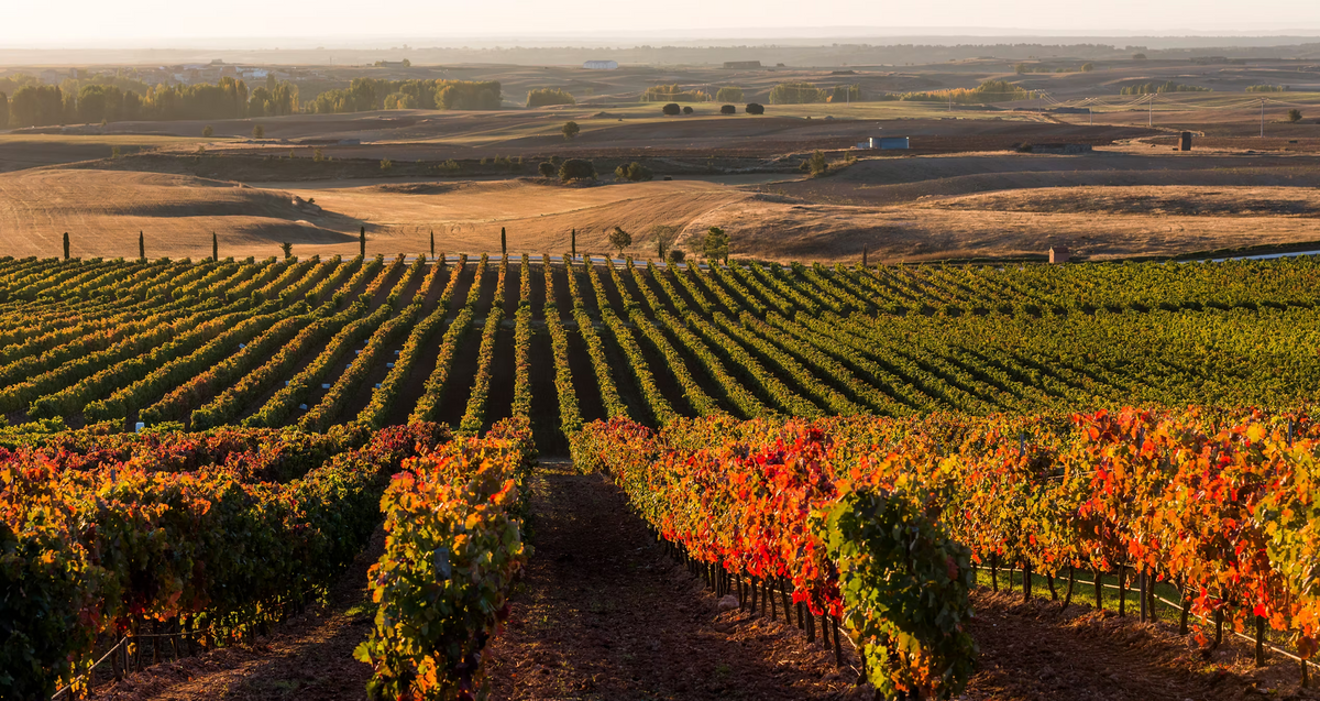 Weingut Domino de Basconcillos