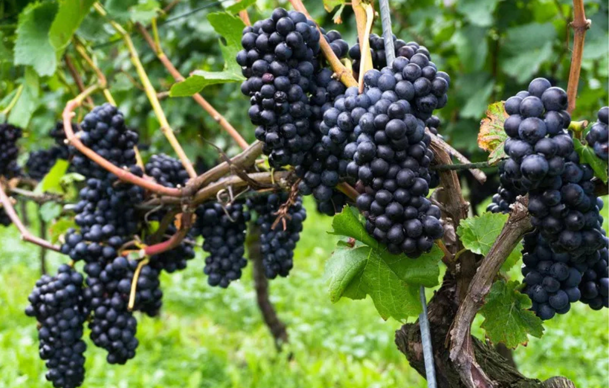 Pinot Noir